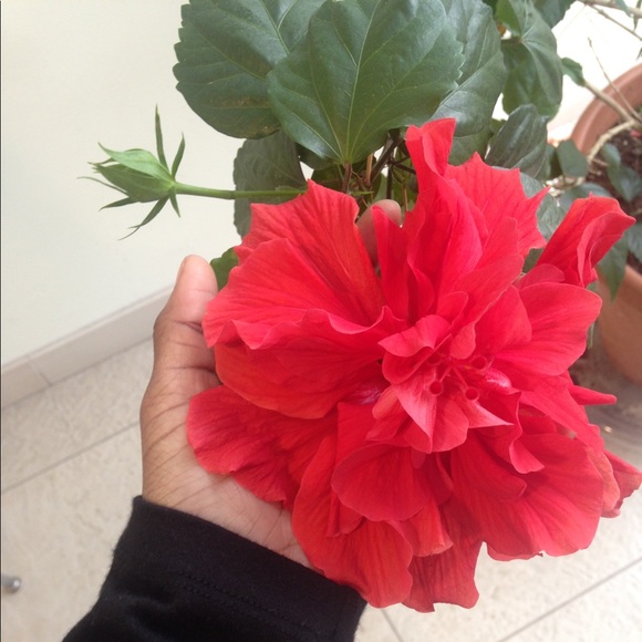 Meet your Posher, Niya - Picture 1 of 1